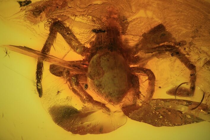 Fossil Spider (Aranea) In Baltic Amber #45126